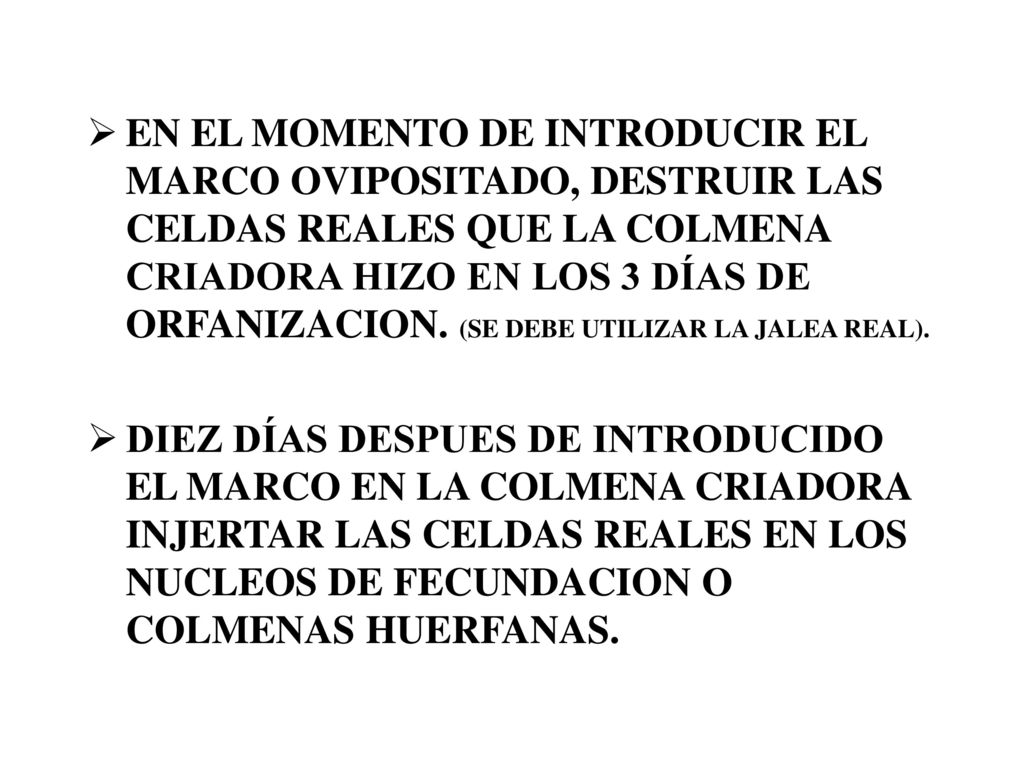 EN EL MOMENTO DE INTRODUCIR EL MARCO OVIPOSITADO, DESTRUIR LAS CELDAS REALES QUE LA COLMENA CRIADORA HIZO EN LOS 3 DÍAS DE ORFANIZACION. (SE DEBE UTILIZAR LA JALEA REAL).
