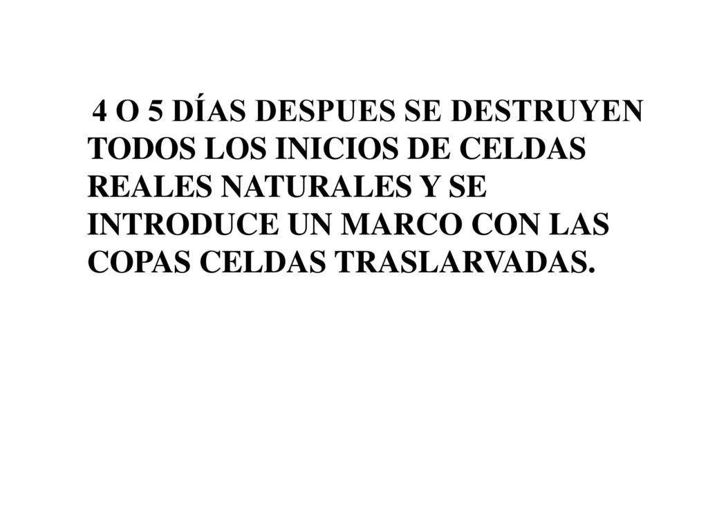 4 O 5 DÍAS DESPUES SE DESTRUYEN TODOS LOS INICIOS DE CELDAS REALES NATURALES Y SE INTRODUCE UN MARCO CON LAS COPAS CELDAS TRASLARVADAS.