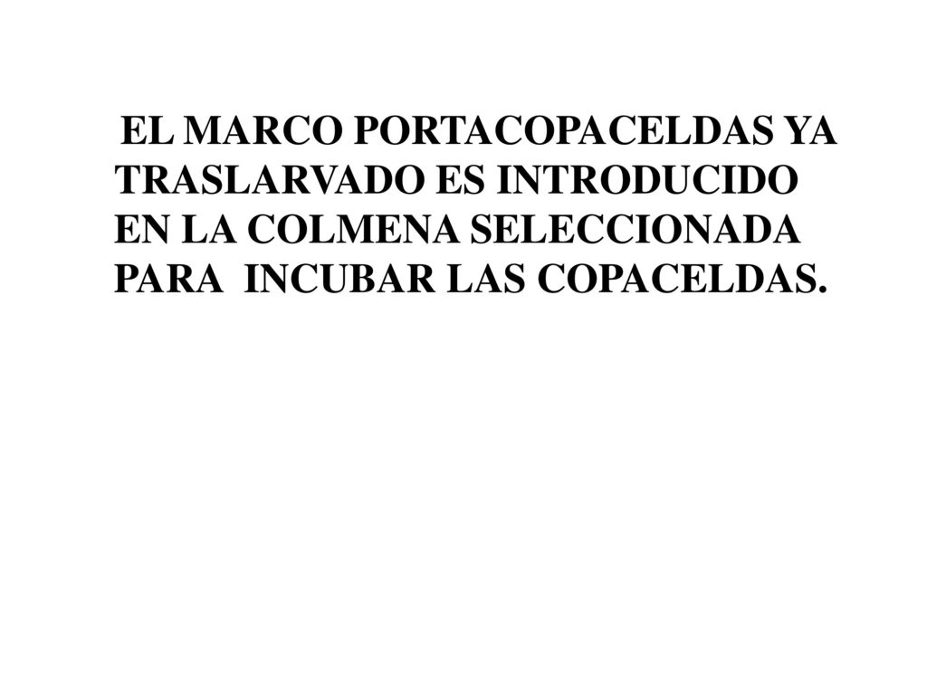 EL MARCO PORTACOPACELDAS YA TRASLARVADO ES INTRODUCIDO EN LA COLMENA SELECCIONADA PARA INCUBAR LAS COPACELDAS.