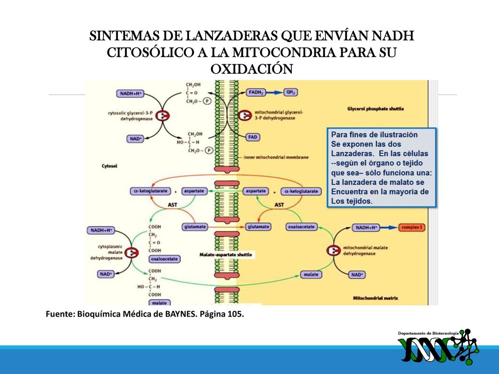 SINTEMAS DE LANZADERAS QUE ENVÍAN NADH CITOSÓLICO A LA MITOCONDRIA PARA SU OXIDACIÓN