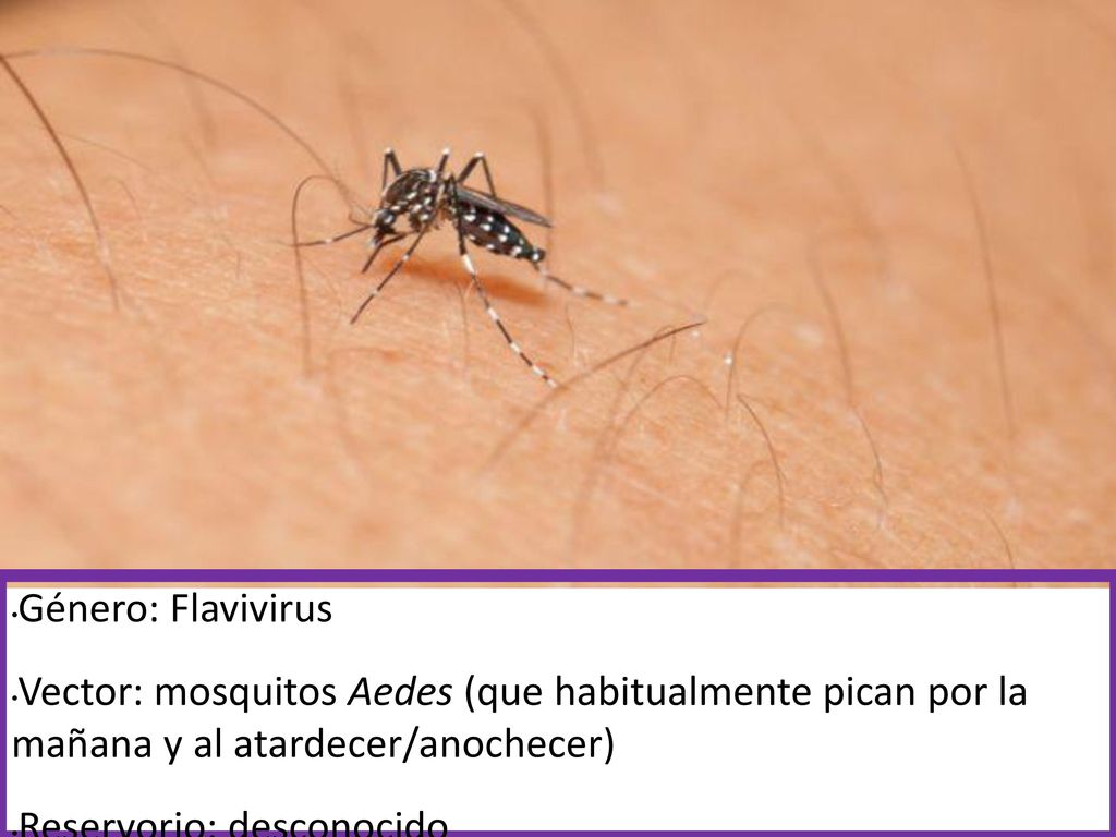Género: Flavivirus Vector: mosquitos Aedes (que habitualmente pican por la mañana y al atardecer/anochecer)