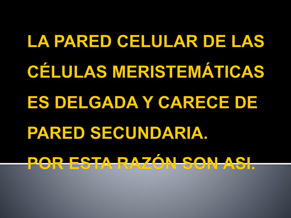 LA PARED CELULAR DE LAS CÉLULAS MERISTEMÁTICAS ES DELGADA Y CARECE DE PARED SECUNDARIA.
