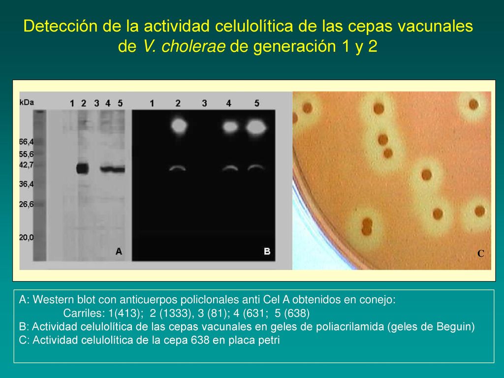 Detección de la actividad celulolítica de las cepas vacunales de V