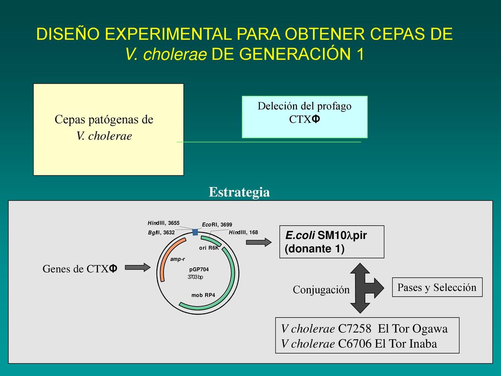 DISEÑO EXPERIMENTAL PARA OBTENER CEPAS DE V. cholerae DE GENERACIÓN 1