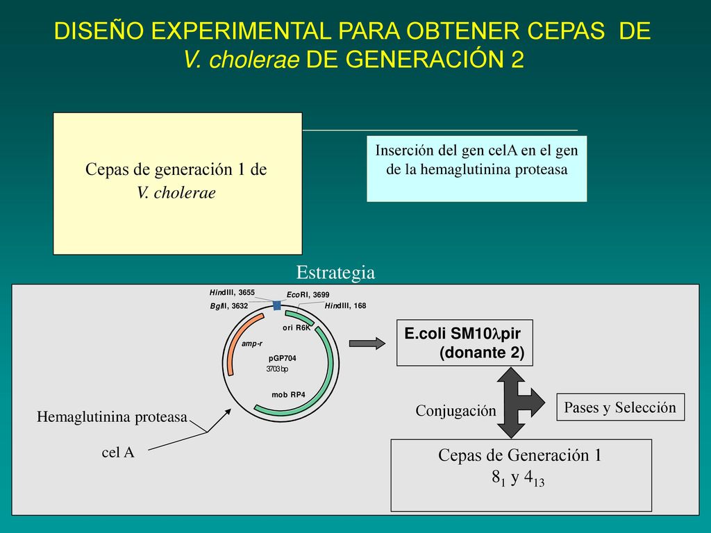 DISEÑO EXPERIMENTAL PARA OBTENER CEPAS DE V. cholerae DE GENERACIÓN 2