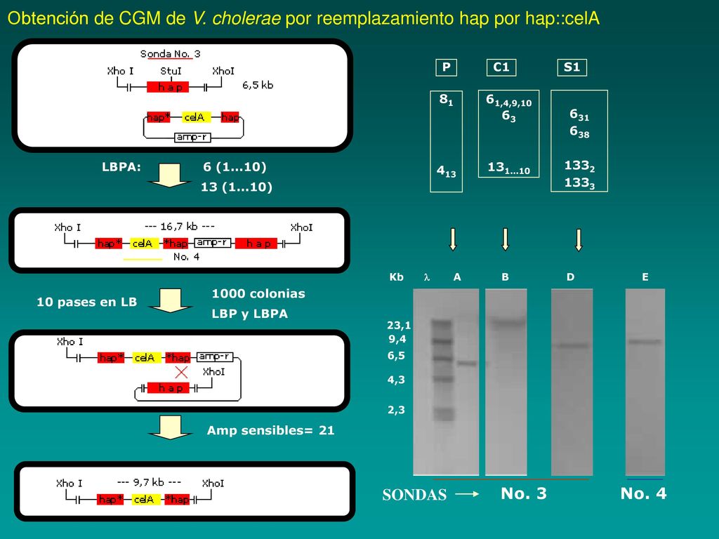 Obtención de CGM de V. cholerae por reemplazamiento hap por hap::celA