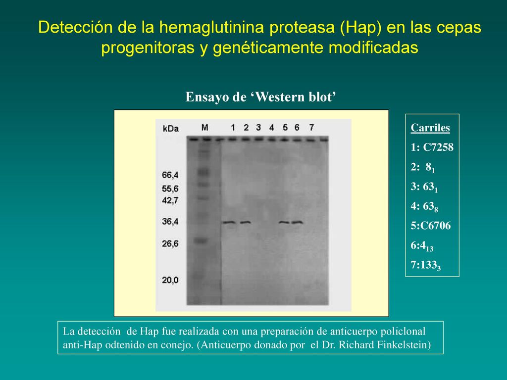Detección de la hemaglutinina proteasa (Hap) en las cepas progenitoras y genéticamente modificadas
