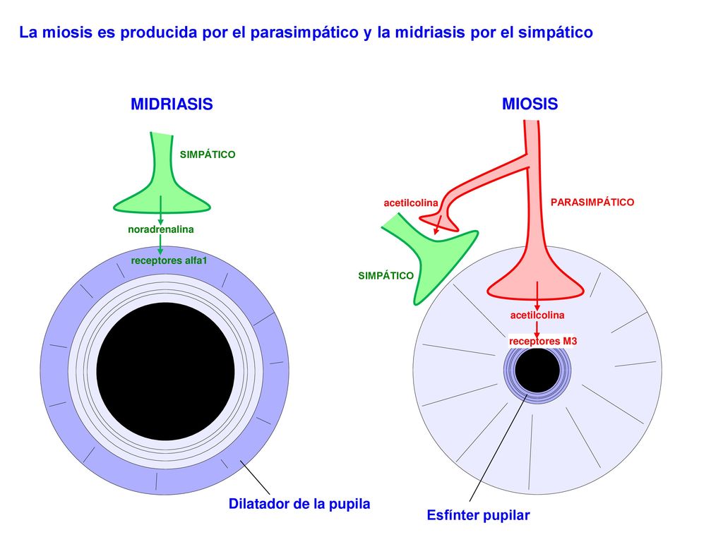 La miosis es producida por el parasimpático y la midriasis por el simpático