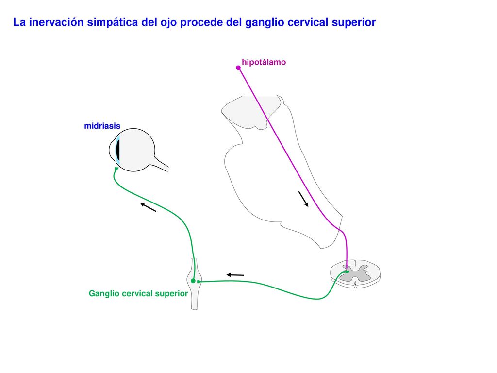 La inervación simpática del ojo procede del ganglio cervical superior