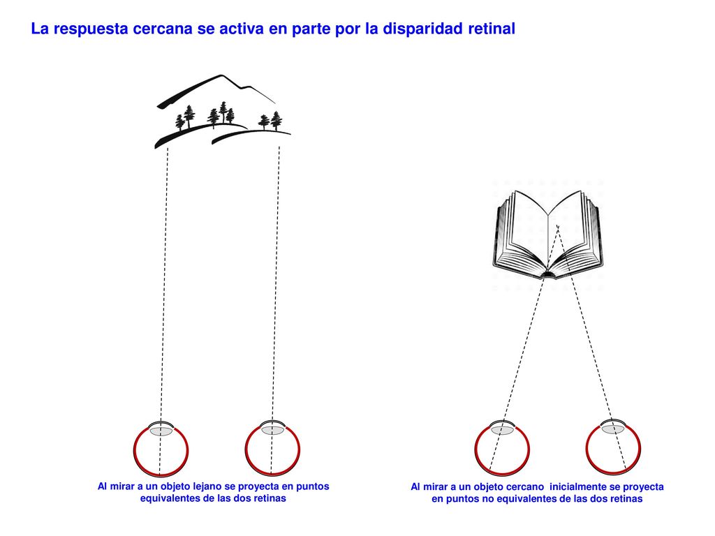 La respuesta cercana se activa en parte por la disparidad retinal