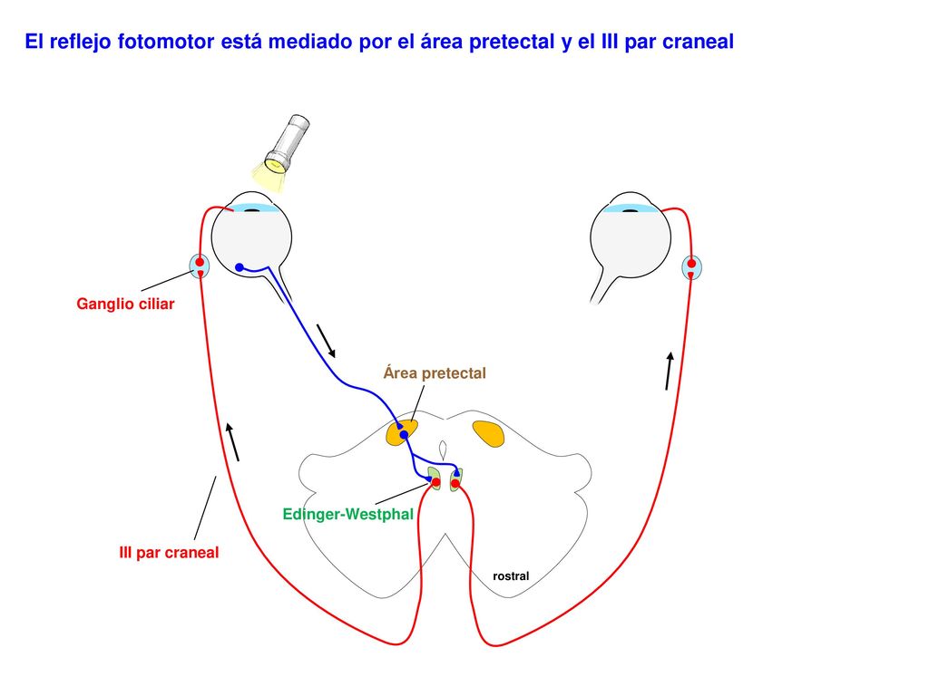 El reflejo fotomotor está mediado por el área pretectal y el III par craneal
