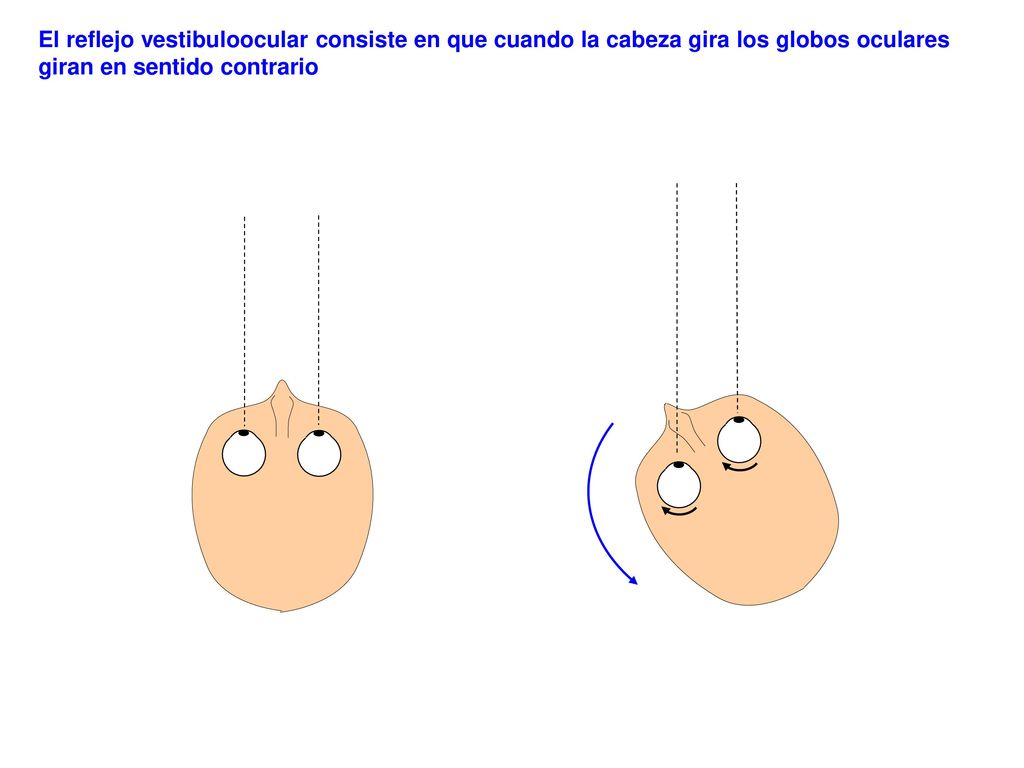 El reflejo vestibuloocular consiste en que cuando la cabeza gira los globos oculares giran en sentido contrario