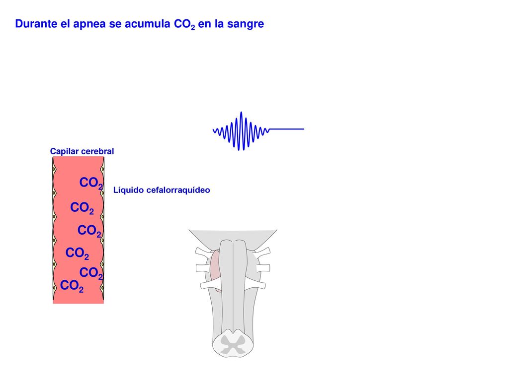 CO2 CO2 CO2 CO2 CO2 CO2 Durante el apnea se acumula CO2 en la sangre