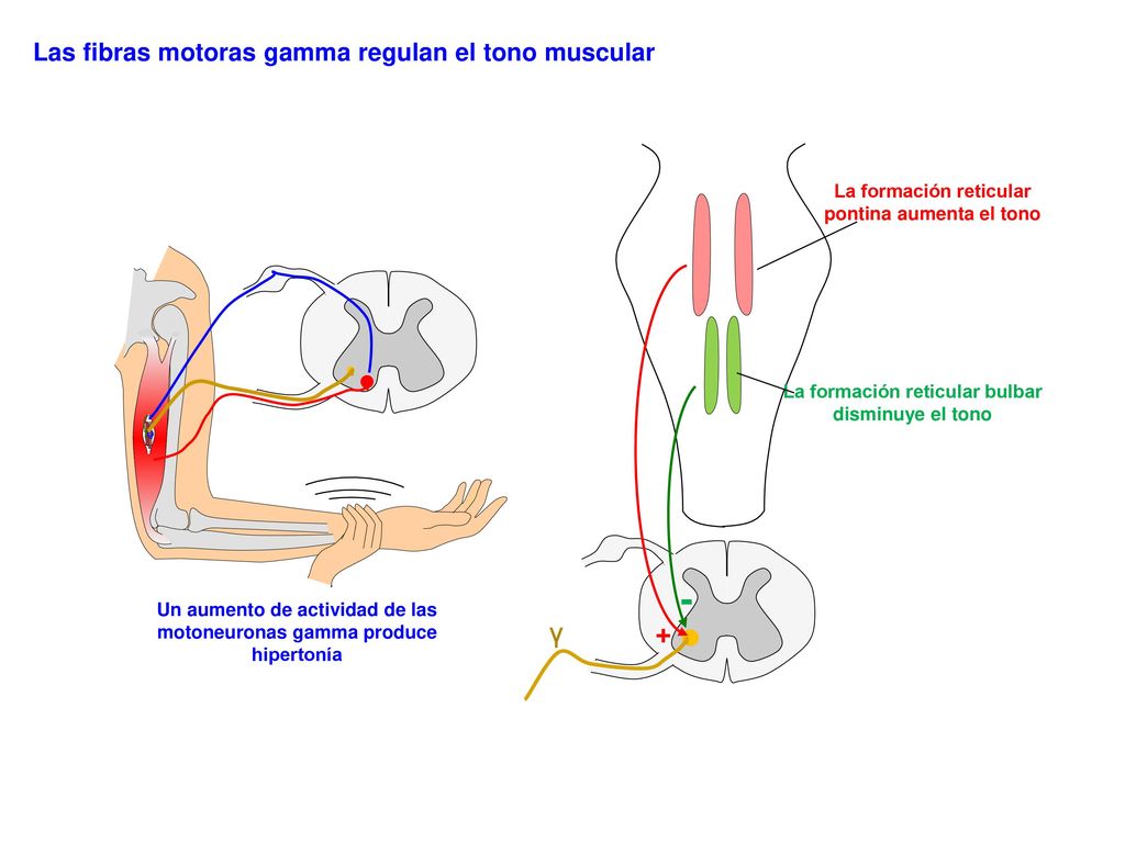 - γ + Las fibras motoras gamma regulan el tono muscular
