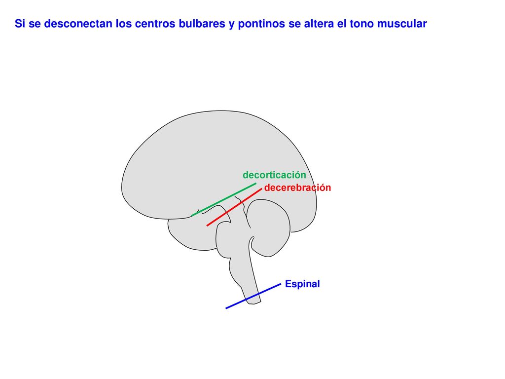 Si se desconectan los centros bulbares y pontinos se altera el tono muscular