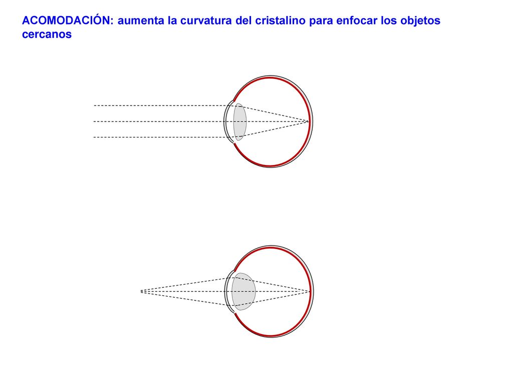 ACOMODACIÓN: aumenta la curvatura del cristalino para enfocar los objetos cercanos