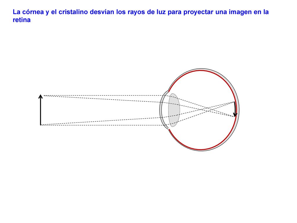 La córnea y el cristalino desvían los rayos de luz para proyectar una imagen en la retina
