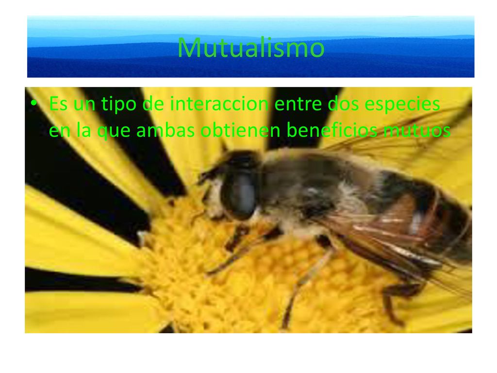 Mutualismo Es un tipo de interaccion entre dos especies en la que ambas obtienen beneficios mutuos