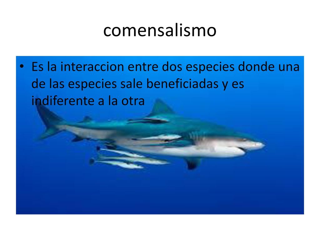 comensalismo Es la interaccion entre dos especies donde una de las especies sale beneficiadas y es indiferente a la otra.