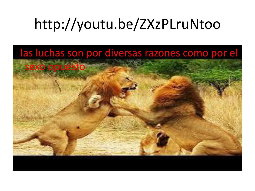 las luchas son por diversas razones como por el sexo opuesto