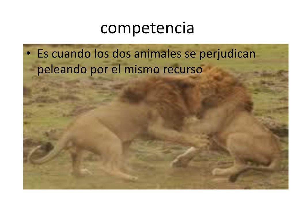 competencia Es cuando los dos animales se perjudican peleando por el mismo recurso