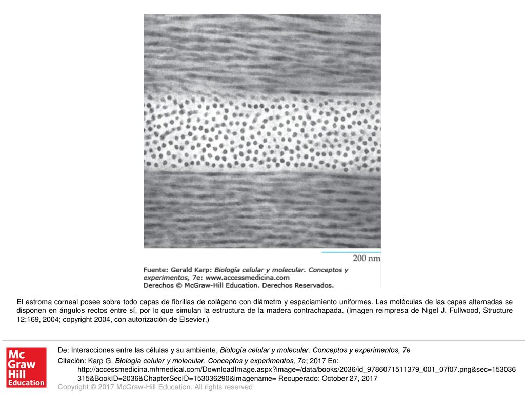 El estroma corneal posee sobre todo capas de fibrillas de colágeno con diámetro y espaciamiento uniformes. Las moléculas de las capas alternadas se disponen en ángulos rectos entre sí, por lo que simulan la estructura de la madera contrachapada. (Imagen reimpresa de Nigel J. Fullwood, Structure 12:169, 2004; copyright 2004, con autorización de Elsevier.)