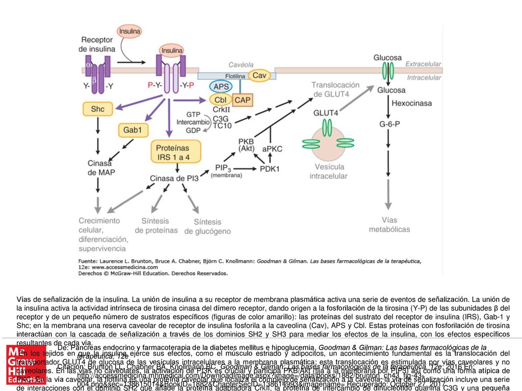 Abreviaturas: APS, proteína adaptadora con dominios PH y SH2; CAP, proteína asociada con Cbl; CrkII, reguladores cinasa de virus tumoral de pollo; GLUT4, transportador 4 de glucosa; Gab-1, fijador asociado con Grb-2; MAP cinasa, proteincinasa activada por mitógeno; PDK, cinasa dependiente de fosfoinosítida; PI3 cinasa, fosfatidilinositol-3-cinasa; PIP3, fosfatidilinositol trifosfato; PKB, proteincinasa B (también denominada Akt); aPKC, isoforma atípica de proteína cinasa C; Y, residuos de tirosina; Y-P, residuo de tirosina fosforilado.