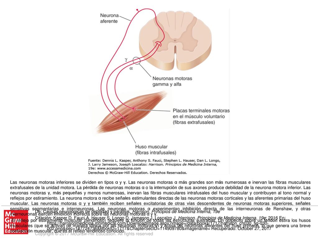 El reflejo por estiramiento muscular (tendinoso) requiere la función de todas las estructuras ilustradas. Un golpecito sobre un tendón estira los husos musculares (que se activan de manera tónica por las neuronas motoras γ) y activa las neuronas aferentes del huso primario, lo que genera una breve contracción muscular, que es el reflejo tendinoso conocido.