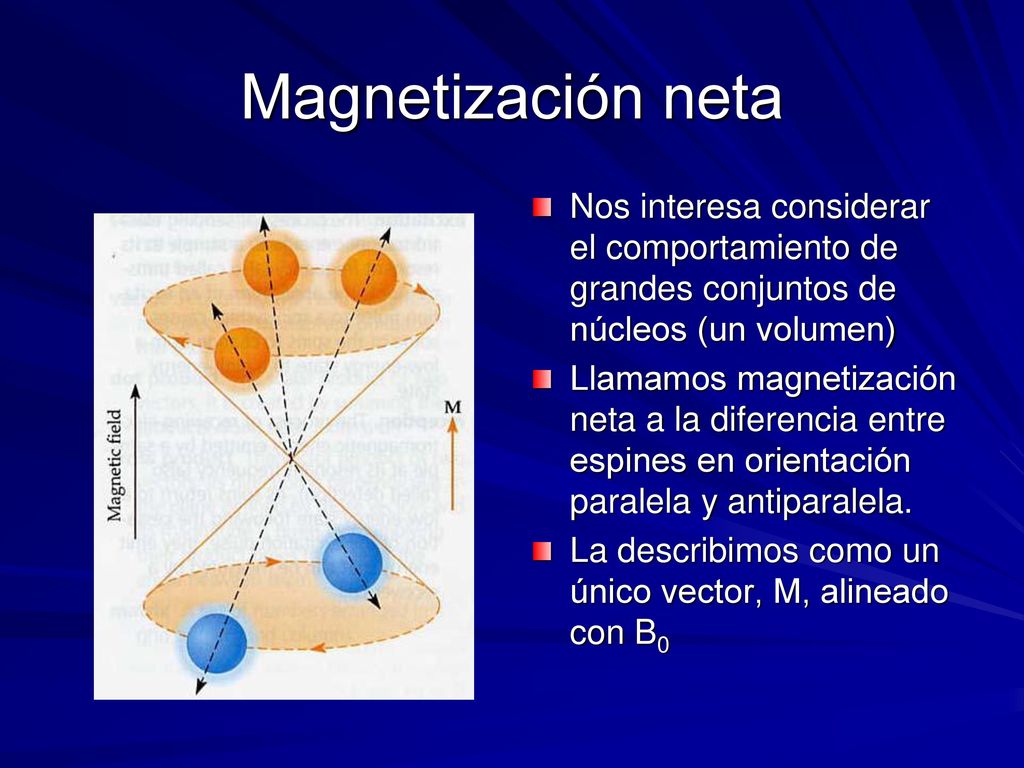 Magnetización neta Nos interesa considerar el comportamiento de grandes conjuntos de núcleos (un volumen)