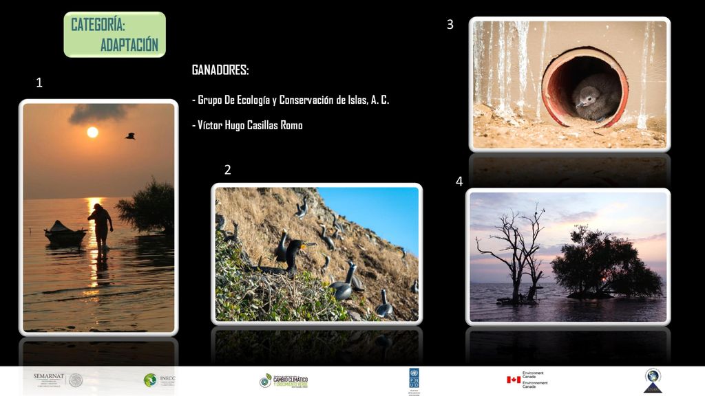 3 1 GANADORES: - Grupo De Ecología y Conservación de Islas, A. C. - Víctor Hugo Casillas Romo 2 4