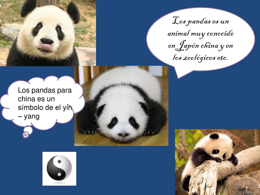 Los pandas es un animal muy conocido en Japón china y en los zoológicos etc.