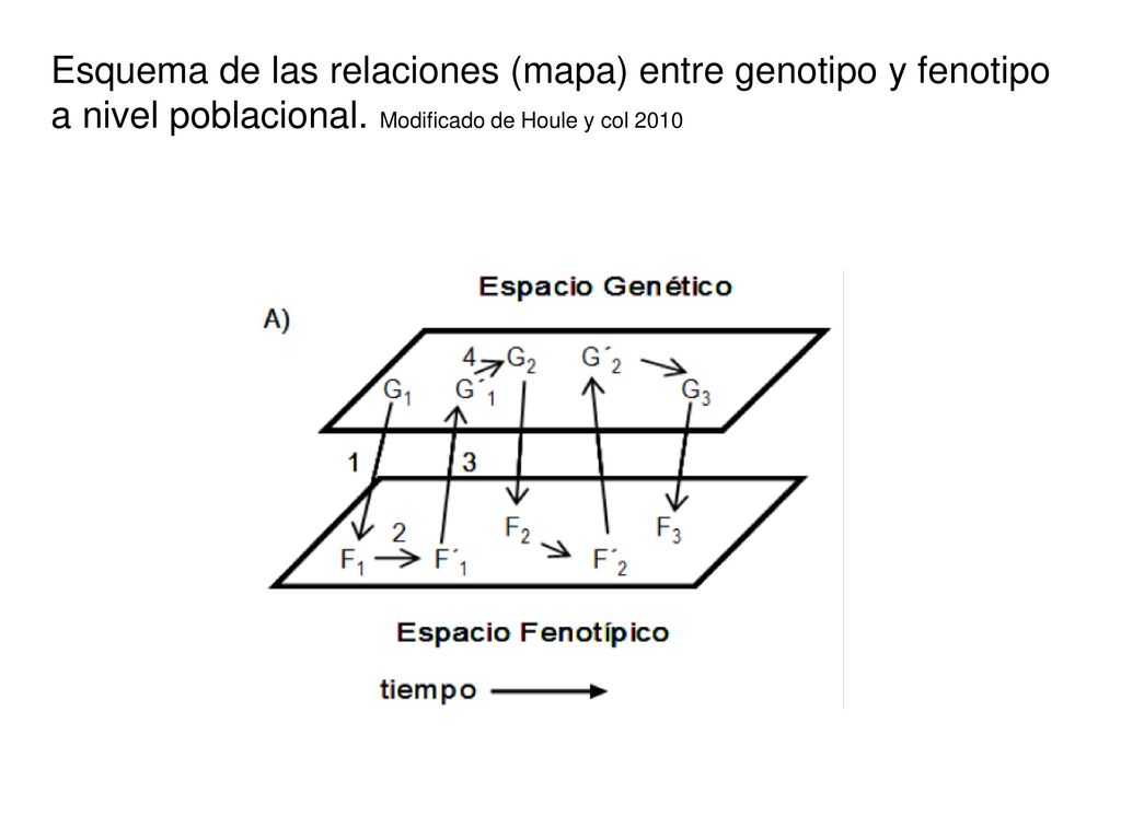 Esquema de las relaciones (mapa) entre genotipo y fenotipo a nivel poblacional.