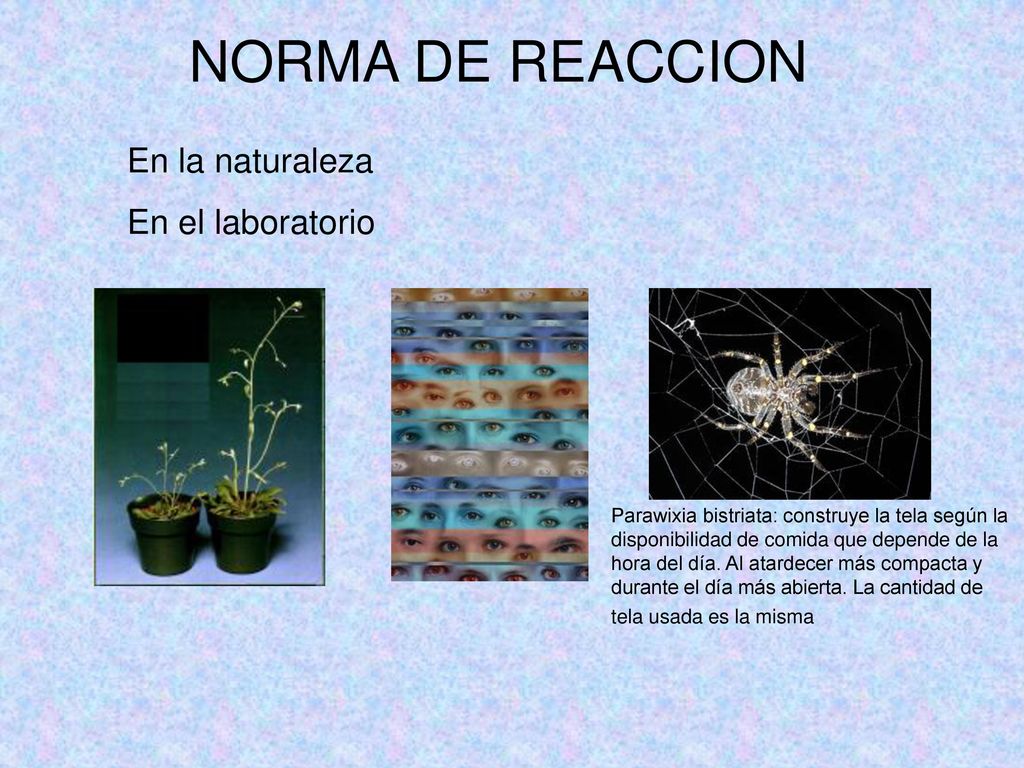 NORMA DE REACCION En la naturaleza En el laboratorio