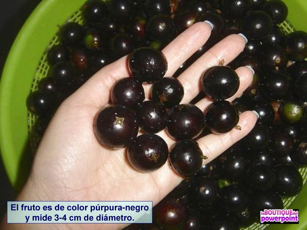 El fruto es de color púrpura-negro y mide 3-4 cm de diámetro.