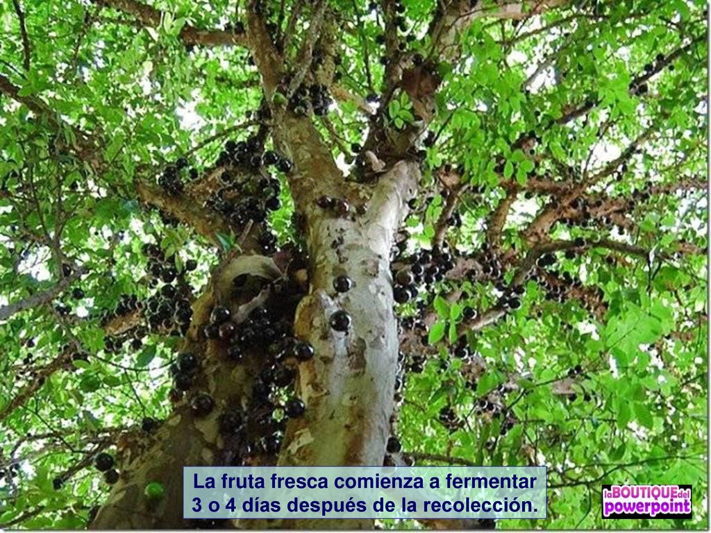 La fruta fresca comienza a fermentar 3 o 4 días después de la recolección.