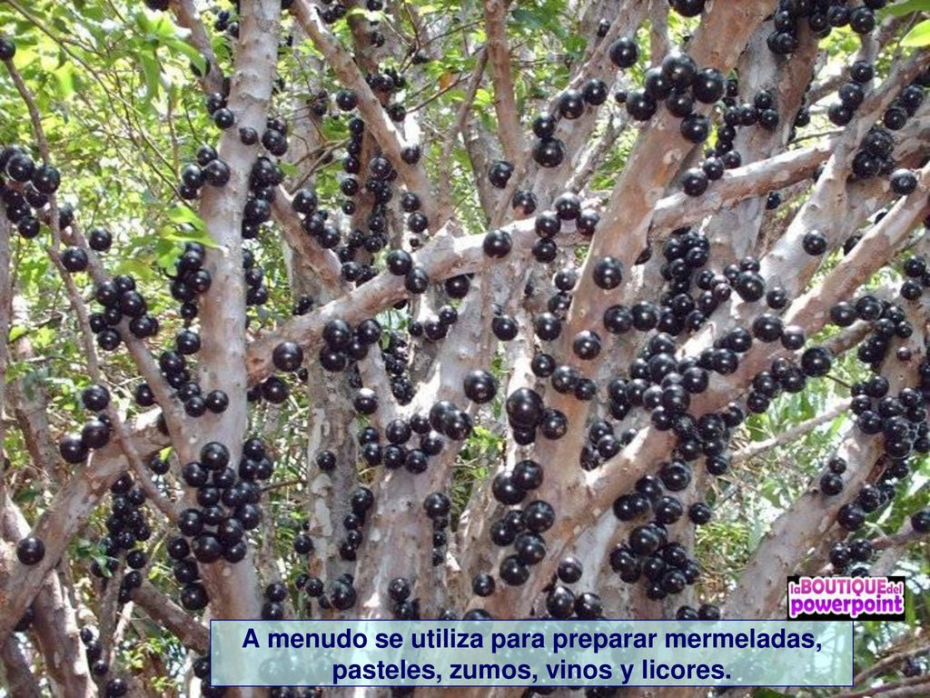 A menudo se utiliza para preparar mermeladas, pasteles, zumos, vinos y licores.