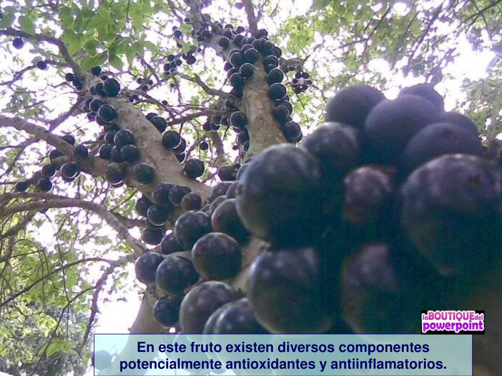 En este fruto existen diversos componentes potencialmente antioxidantes y antiinflamatorios.