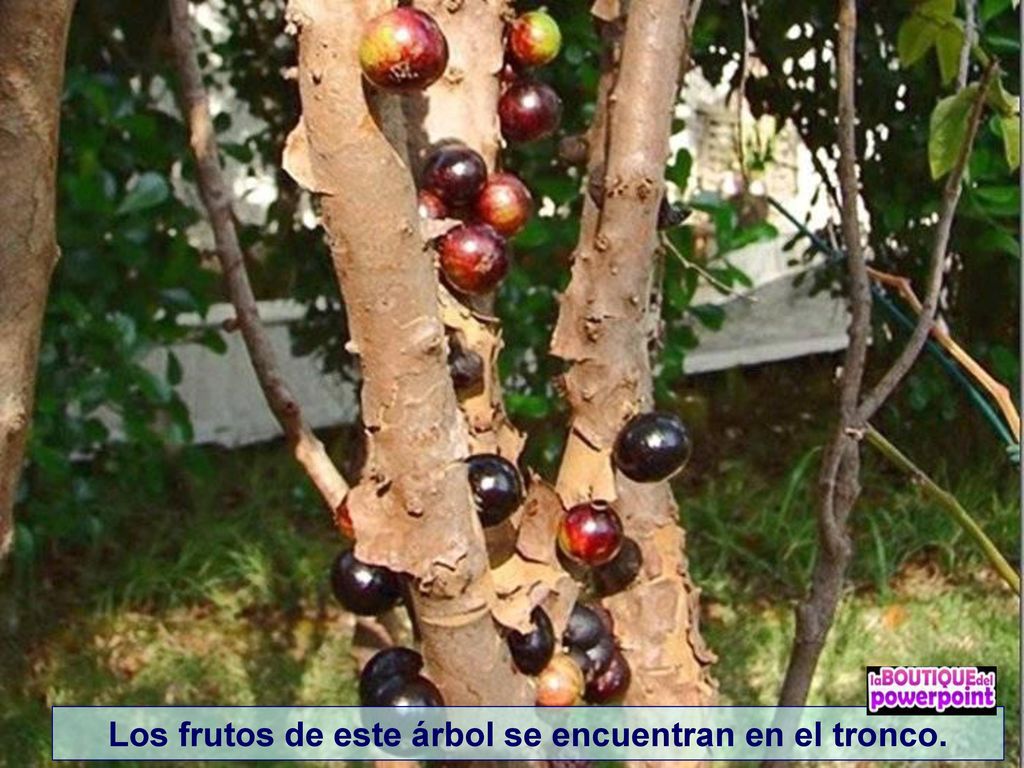 Los frutos de este árbol se encuentran en el tronco.