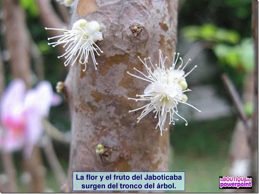 La flor y el fruto del Jaboticaba surgen del tronco del árbol.