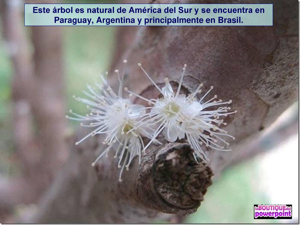 Este árbol es natural de América del Sur y se encuentra en Paraguay, Argentina y principalmente en Brasil.