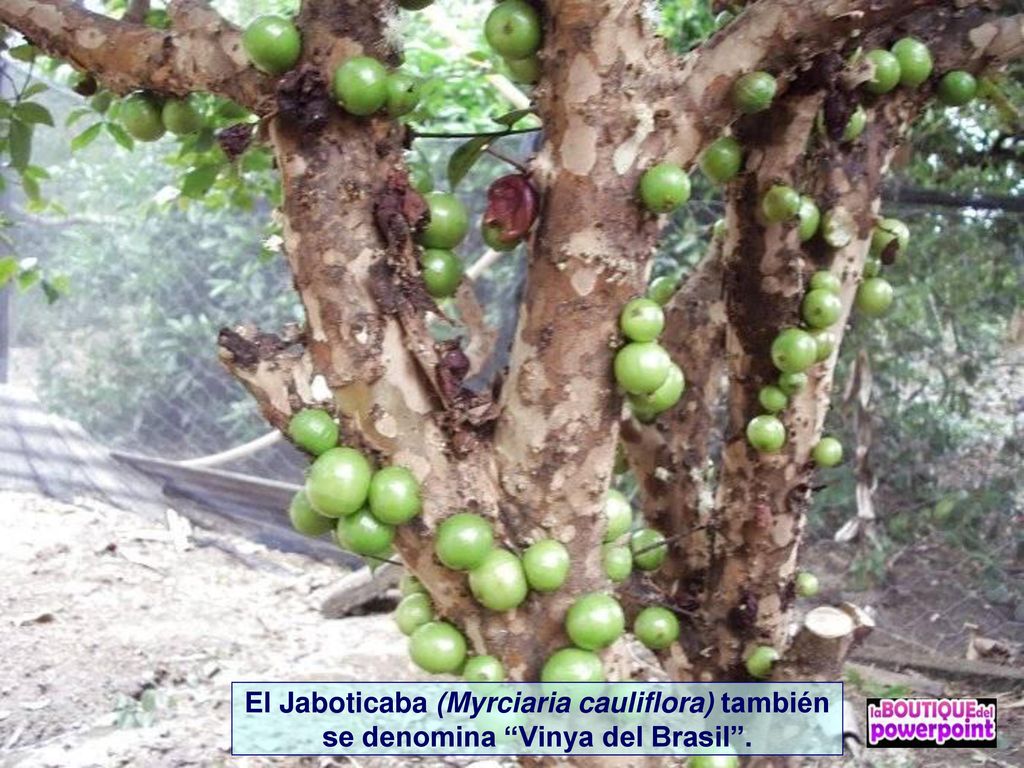 El Jaboticaba (Myrciaria cauliflora) también se denomina Vinya del Brasil .
