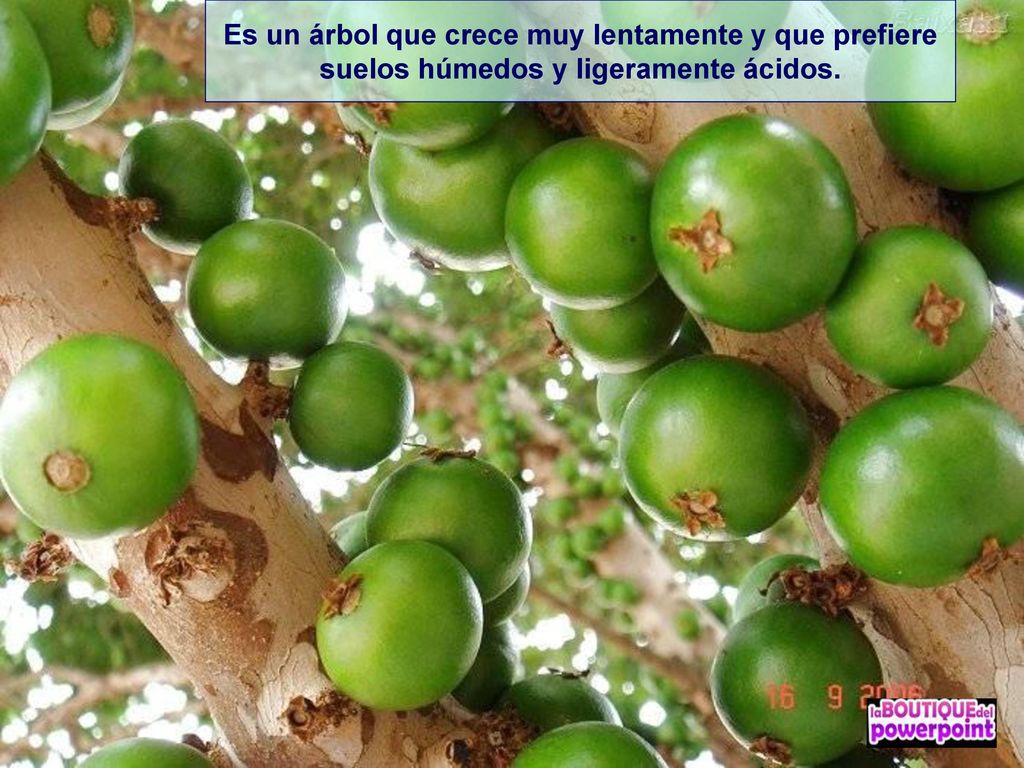 Es un árbol que crece muy lentamente y que prefiere suelos húmedos y ligeramente ácidos.