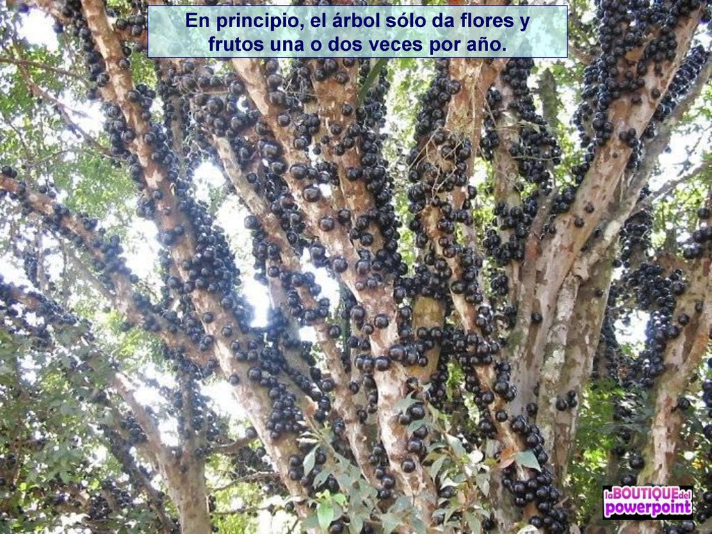 En principio, el árbol sólo da flores y frutos una o dos veces por año.