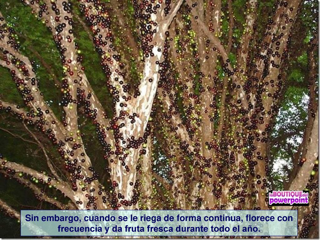 Sin embargo, cuando se le riega de forma continua, florece con frecuencia y da fruta fresca durante todo el año.