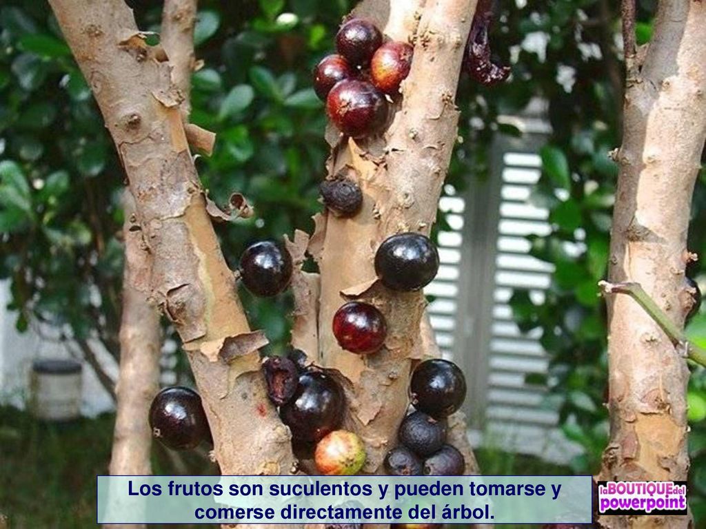 Los frutos son suculentos y pueden tomarse y comerse directamente del árbol.