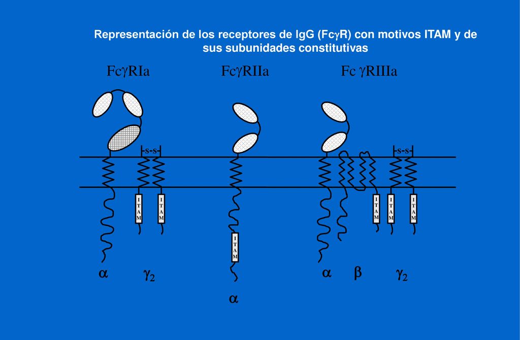 Fc g RIIIa RIa RIIa a g a b g a