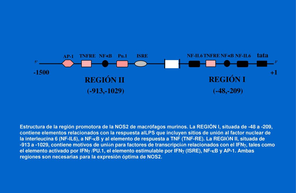 Estructura de la región promotora de la NOS2 de macrófagos murinos