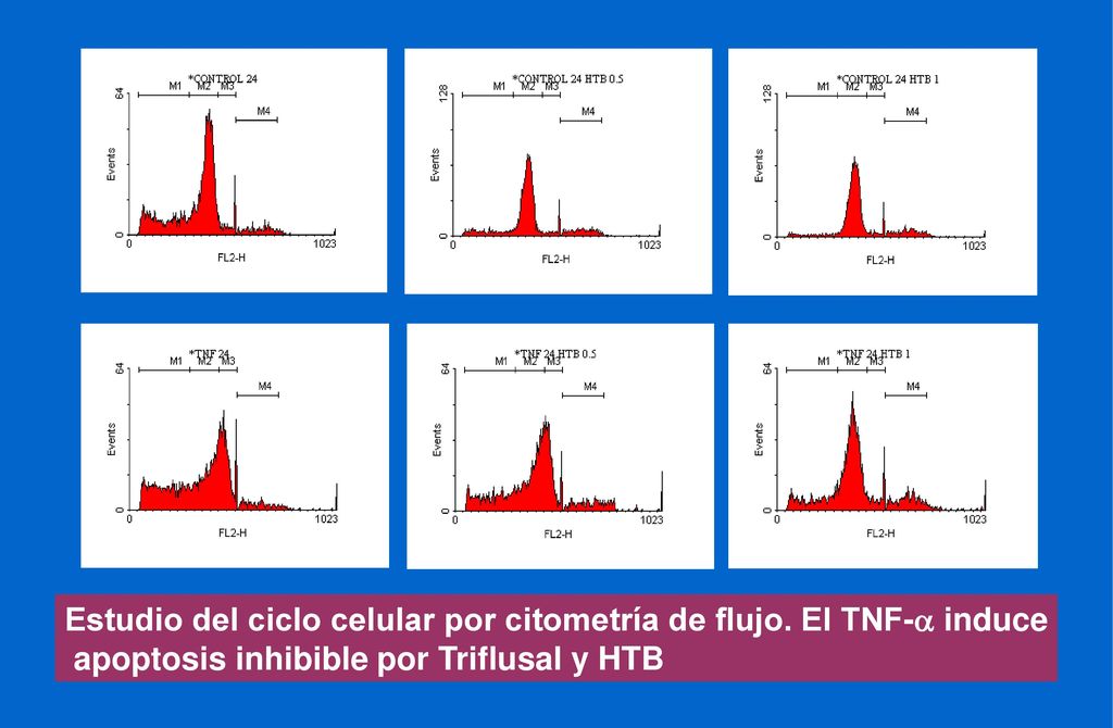 Estudio del ciclo celular por citometría de flujo. El TNF-a induce