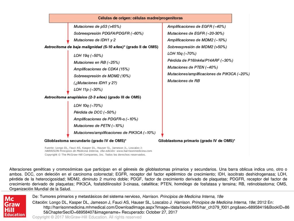 Alteraciones genéticas y cromosómicas que participan en el génesis de glioblastomas primarios y secundarios. Una barra oblicua indica uno, otro o ambos. DCC, con deleción en el carcinoma colorrectal; EGFR, receptor del factor epidérmico de crecimiento; IDH, isocitrato deshidrogenasa; LOH, pérdida de la heterocigosidad; MDM2, diminuto 2 murino doble; PDGF, factor de crecimiento derivado de plaquetas; PDGFR, receptor del factor de crecimiento derivado de plaquetas; PIK3CA, fosfatidilinositol 3-cinasa, catalítica; PTEN, homólogo de fosfatasa y tensina; RB, retinoblastoma; OMS, Organización Mundial de la Salud.