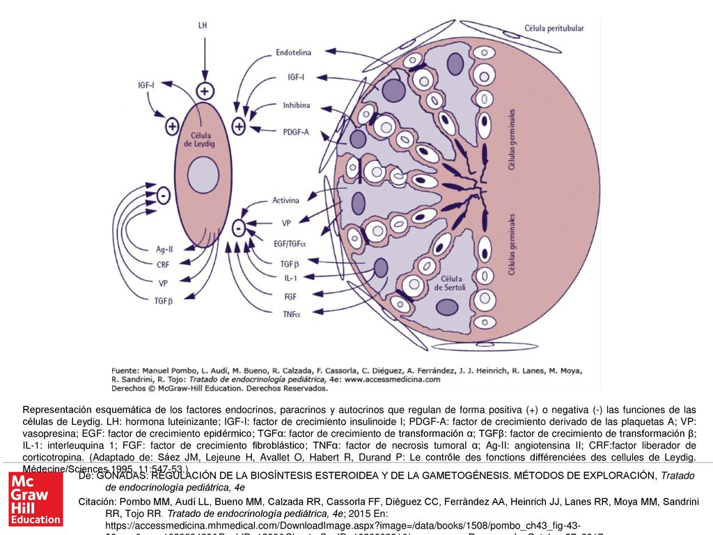 Representación esquemática de los factores endocrinos, paracrinos y autocrinos que regulan de forma positiva (+) o negativa (-) las funciones de las células de Leydig. LH: hormona luteinizante; IGF-I: factor de crecimiento insulinoide I; PDGF-A: factor de crecimiento derivado de las plaquetas A; VP: vasopresina; EGF: factor de crecimiento epidérmico; TGFα: factor de crecimiento de transformación α; TGFβ: factor de crecimiento de transformación β; IL-1: interleuquina 1; FGF: factor de crecimiento fibroblástico; TNFα: factor de necrosis tumoral α; Ag-II: angiotensina II; CRF:factor liberador de corticotropina. (Adaptado de: Sáez JM, Lejeune H, Avallet O, Habert R, Durand P: Le contrôle des fonctions différenciées des cellules de Leydig. Médecine/Sciences 1995, 11: )